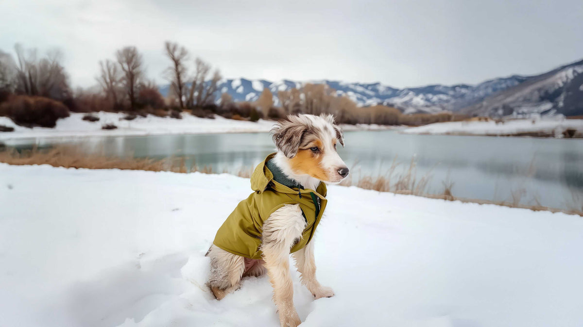 Welcome to LibertyPaws Provisions: Where Every Pet Deserves Freedom & Care